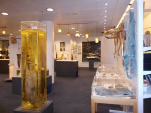 willy museum Iceland 2